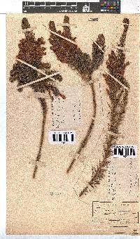 Erica abietina subsp. atrorosea image