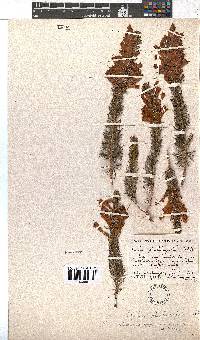 Erica abietina subsp. atrorosea image