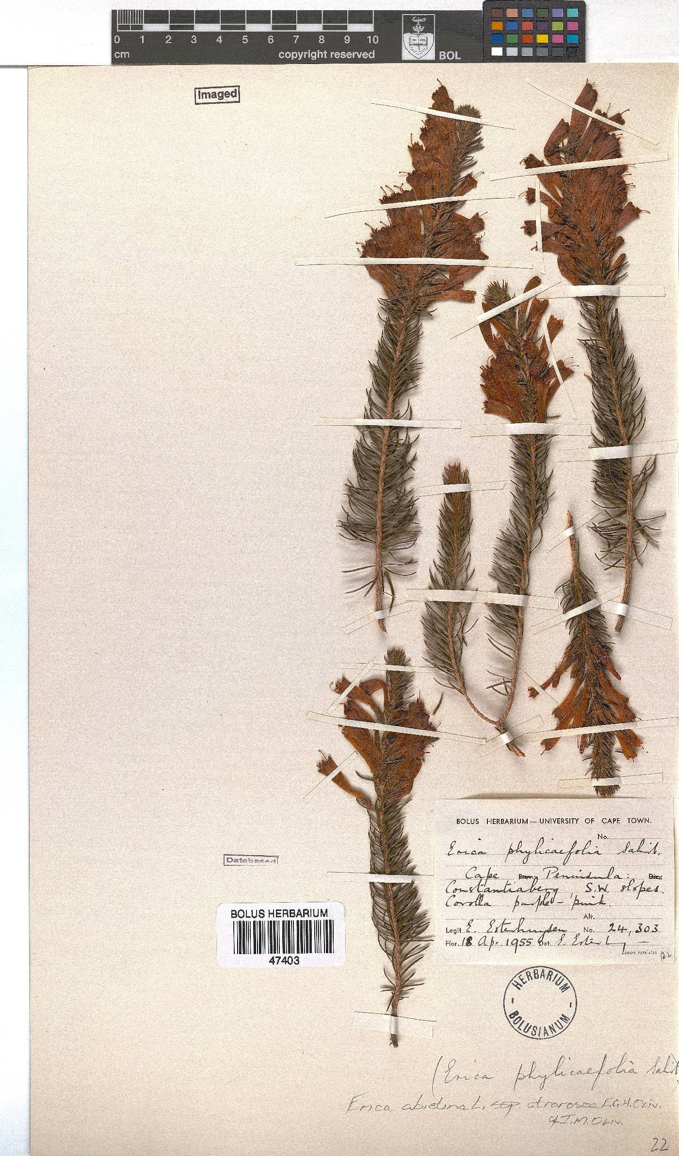 Erica abietina subsp. atrorosea image