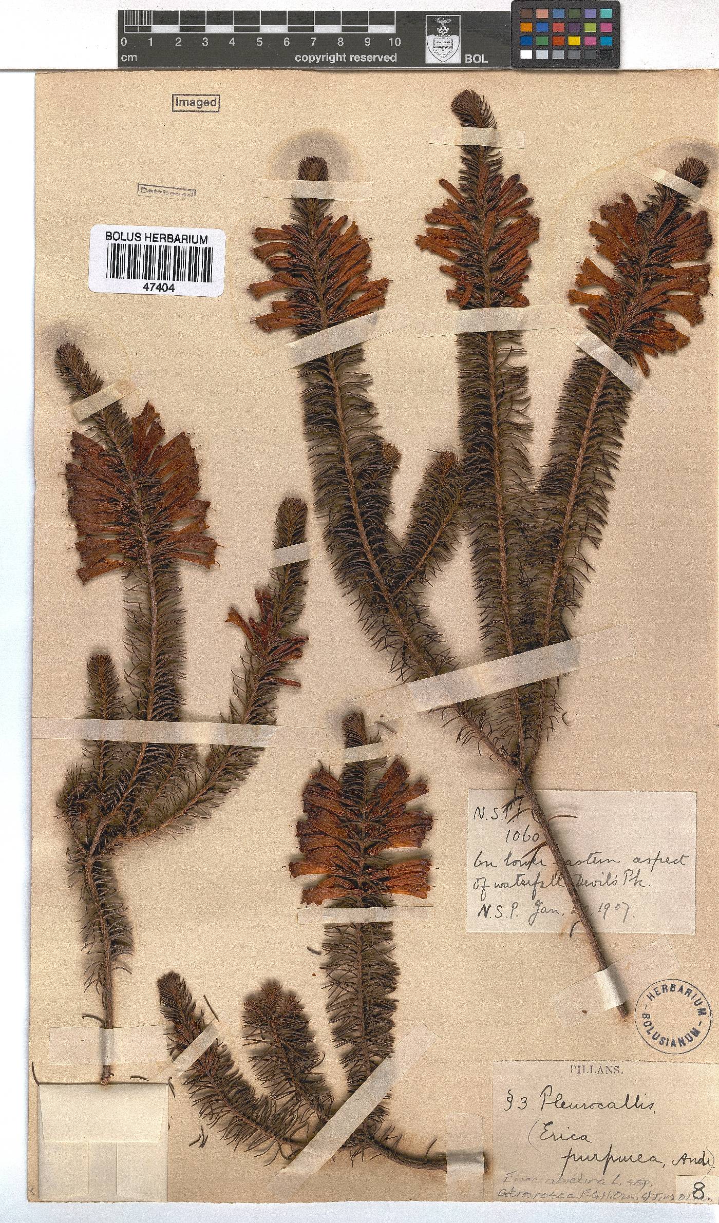 Erica abietina subsp. atrorosea image