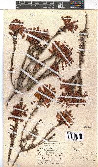 Erica abietina subsp. atrorosea image