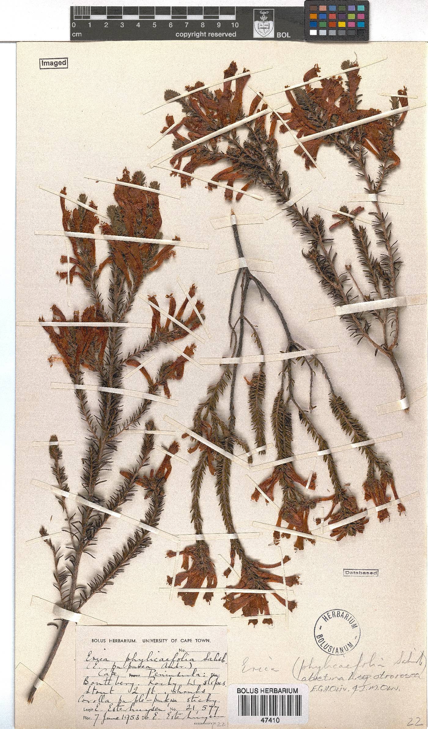 Erica abietina subsp. atrorosea image