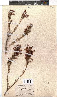 Erica nevillei image