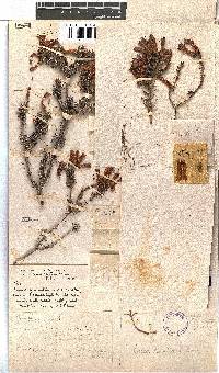 Erica nevillei image