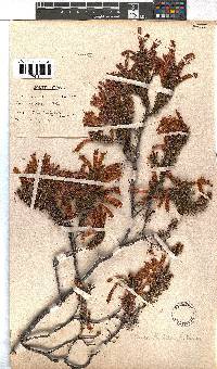 Erica nevillei image