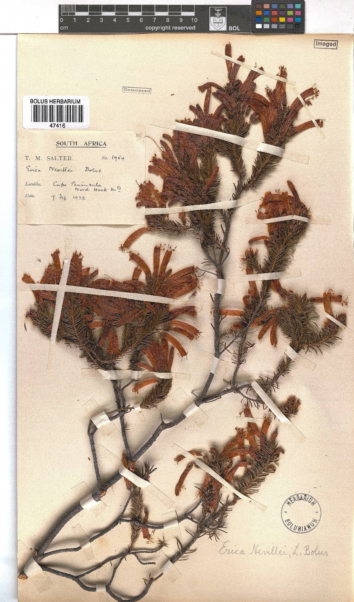 Erica nevillei image