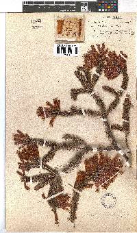 Erica nevillei image