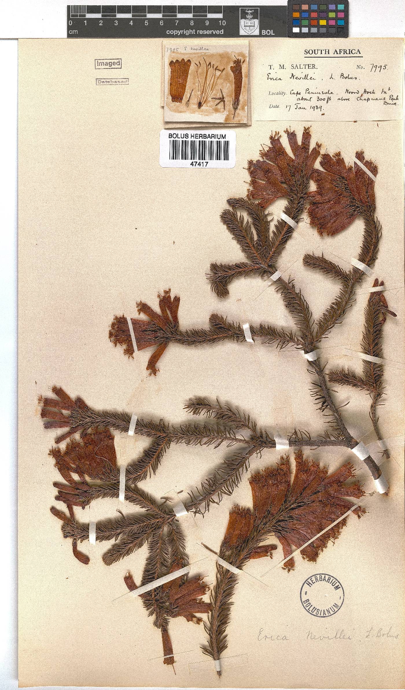 Erica nevillei image