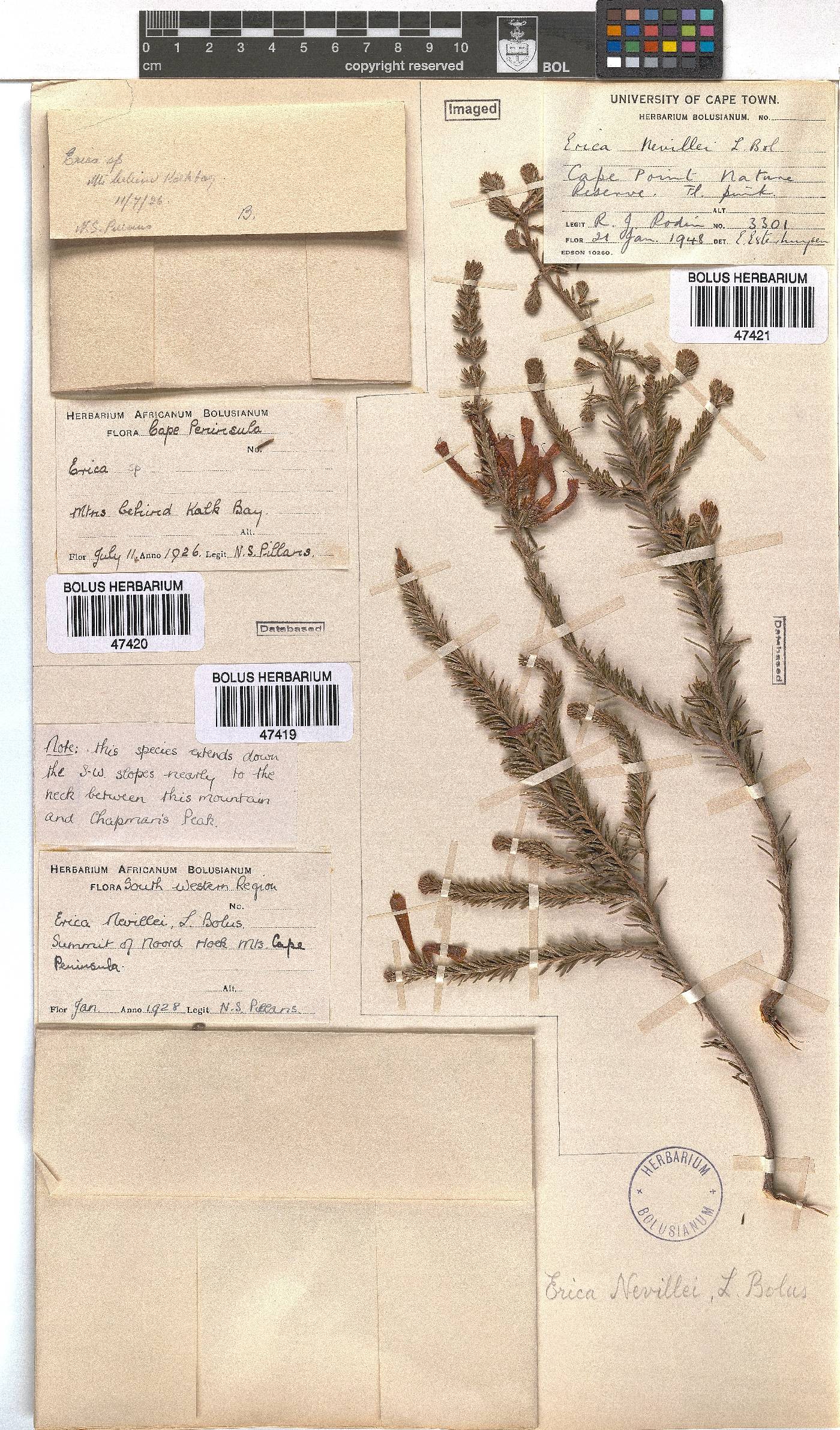 Erica nevillei image