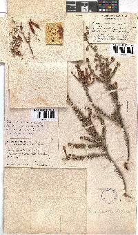 Erica nevillei image