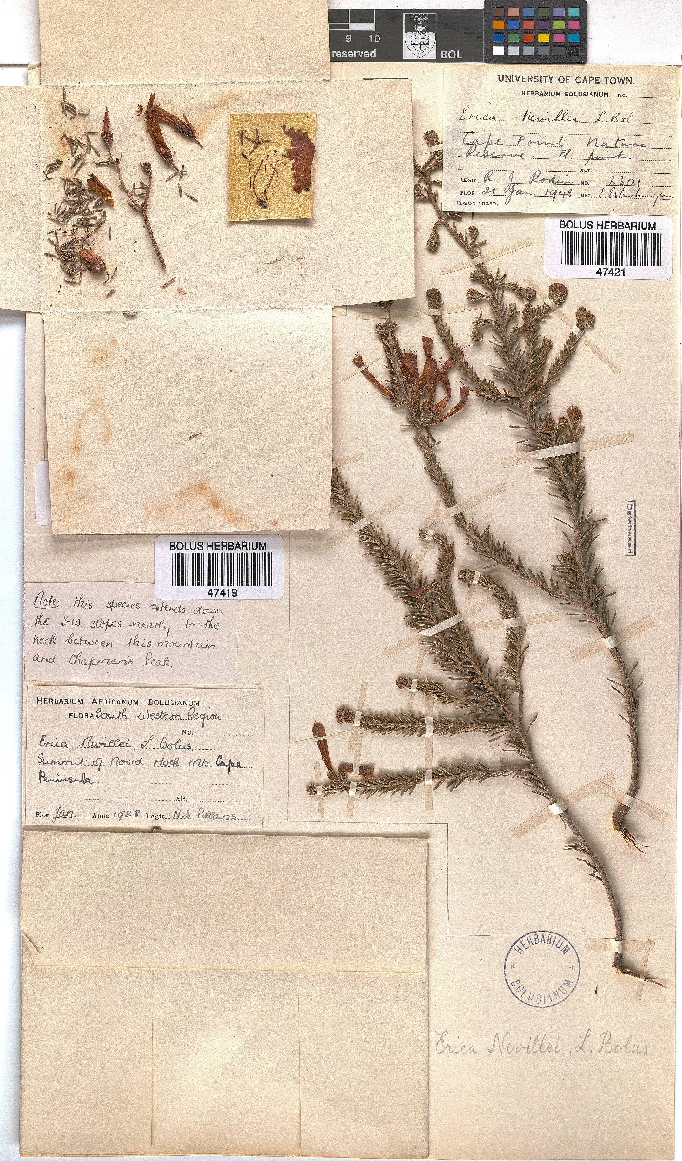 Erica nevillei image