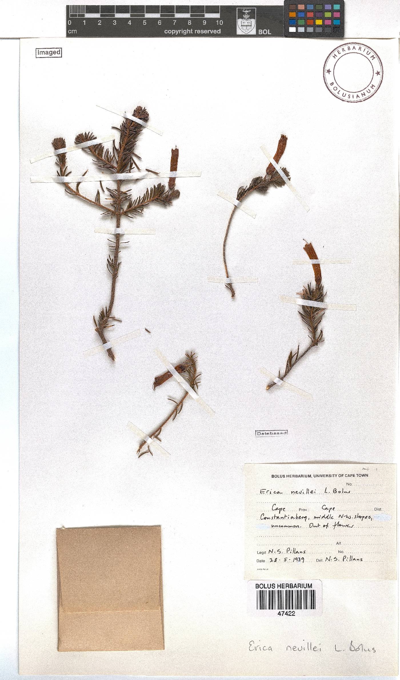 Erica nevillei image