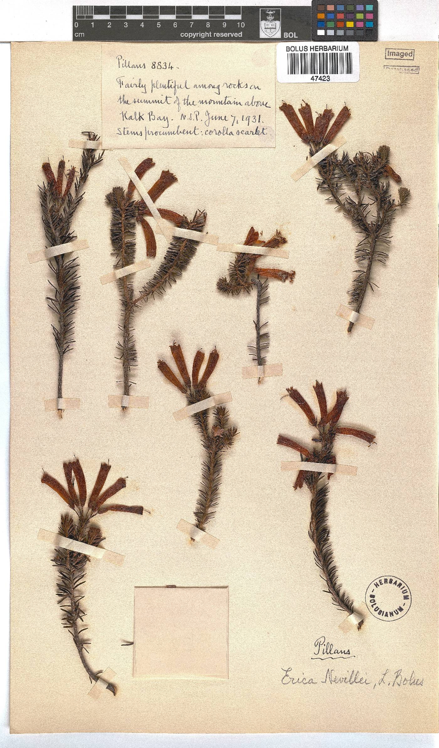 Erica nevillei image