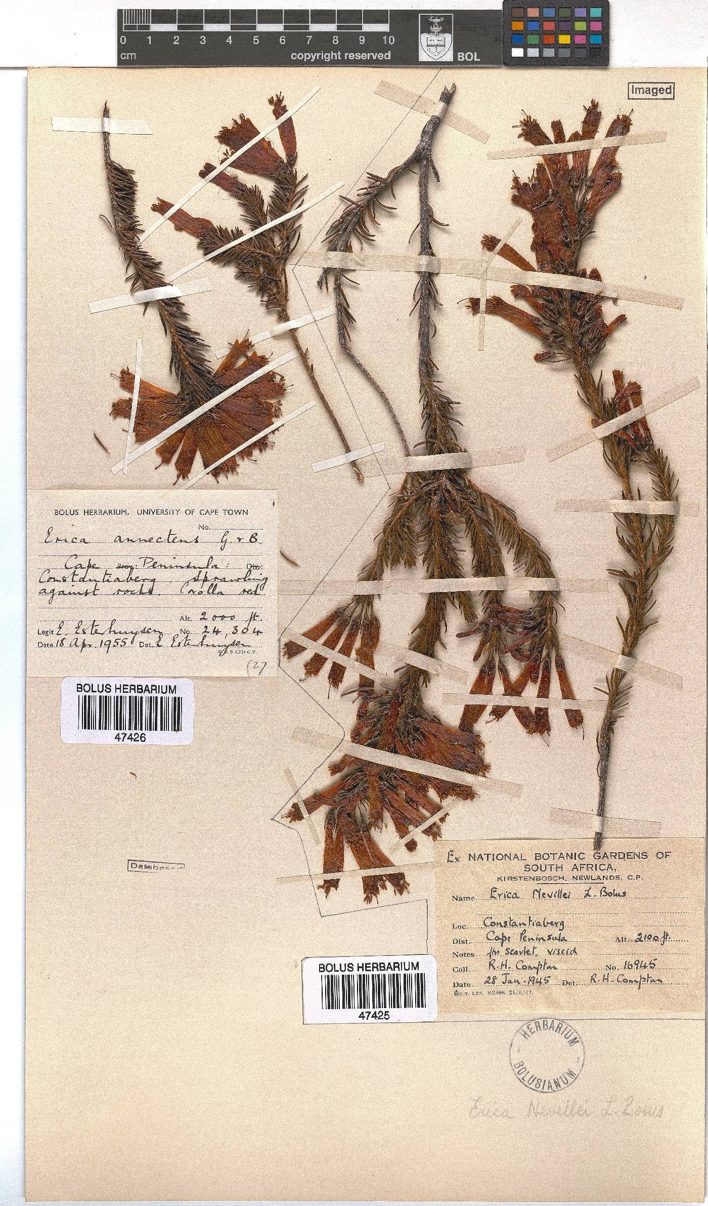 Erica nevillei image