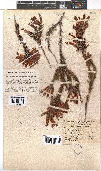 Erica nevillei image