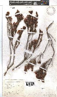 Erica abietina subsp. constantiana image