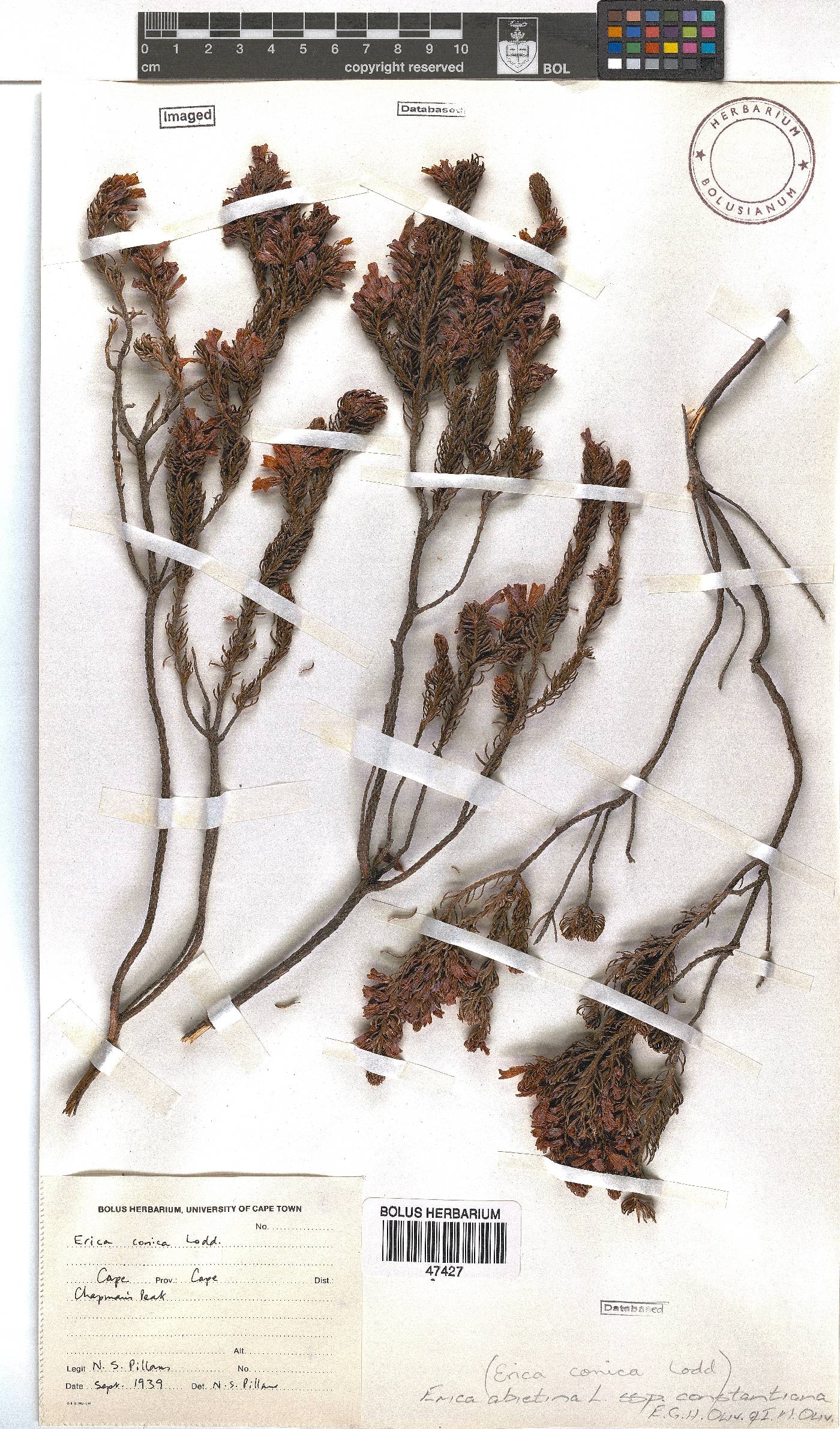 Erica abietina subsp. constantiana image