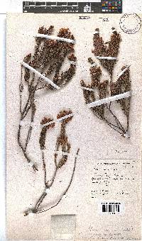 Erica abietina subsp. constantiana image