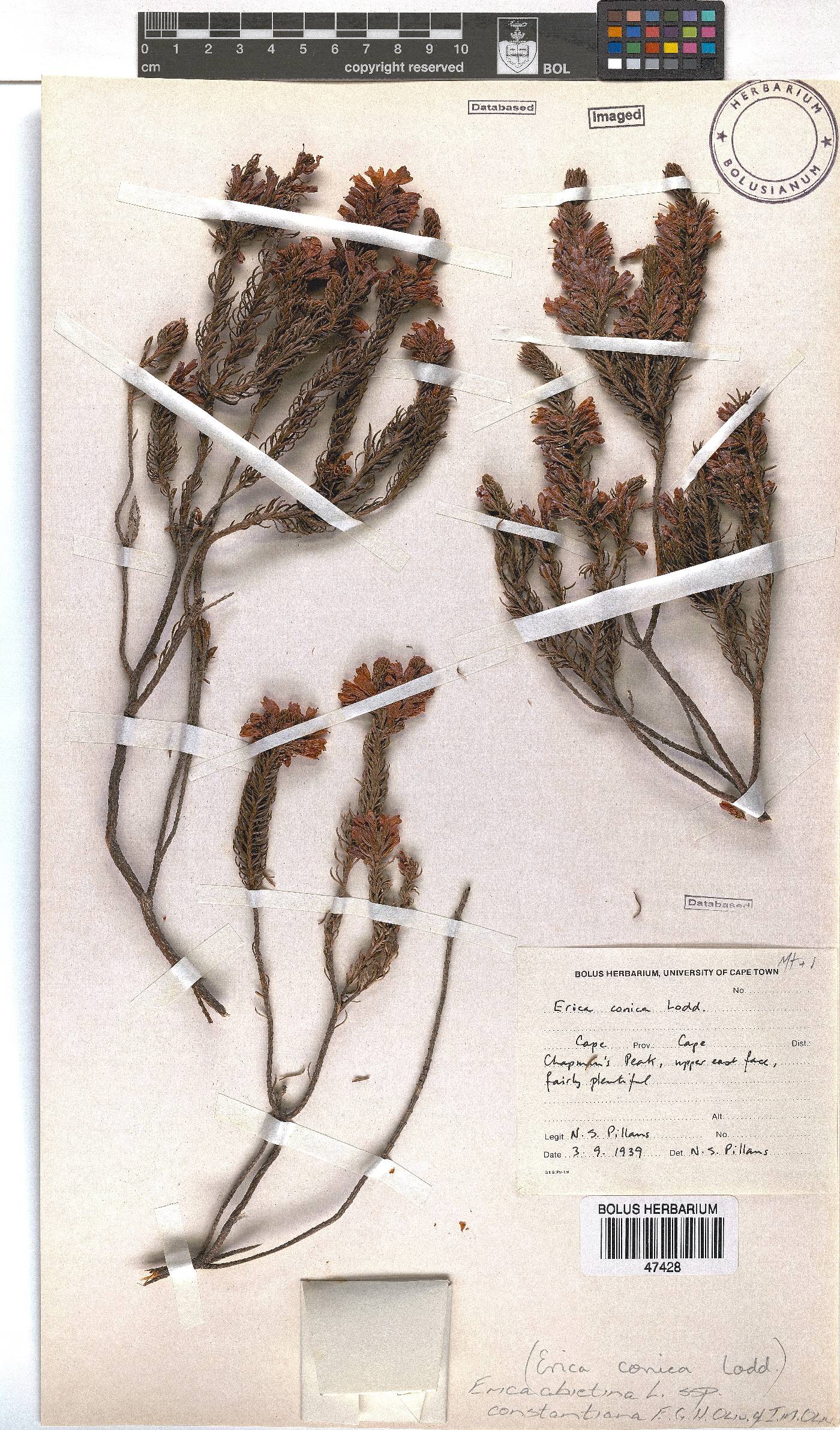 Erica abietina subsp. constantiana image