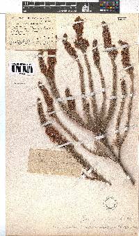 Erica abietina subsp. constantiana image