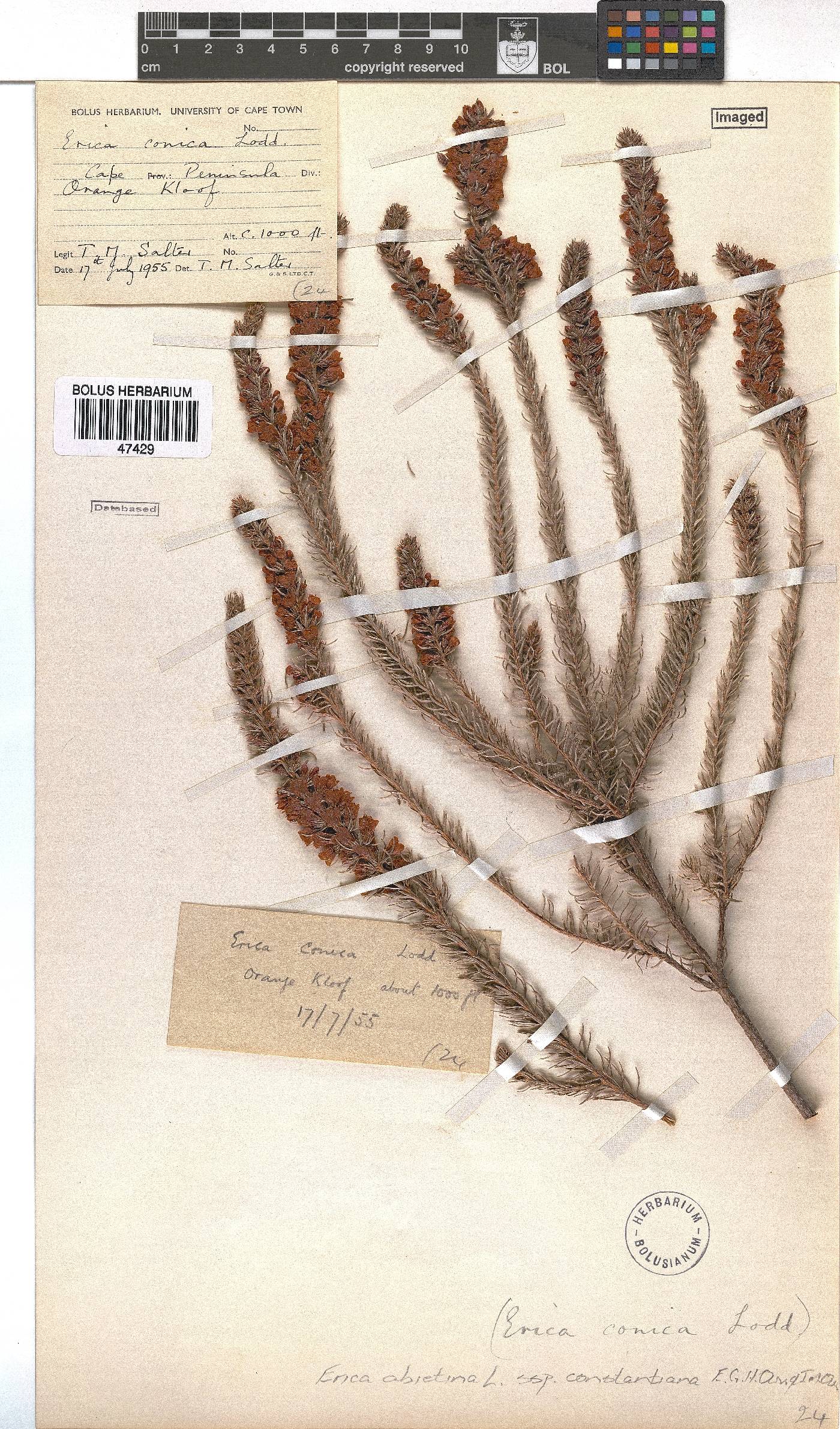 Erica abietina subsp. constantiana image