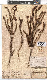 Erica abietina subsp. constantiana image