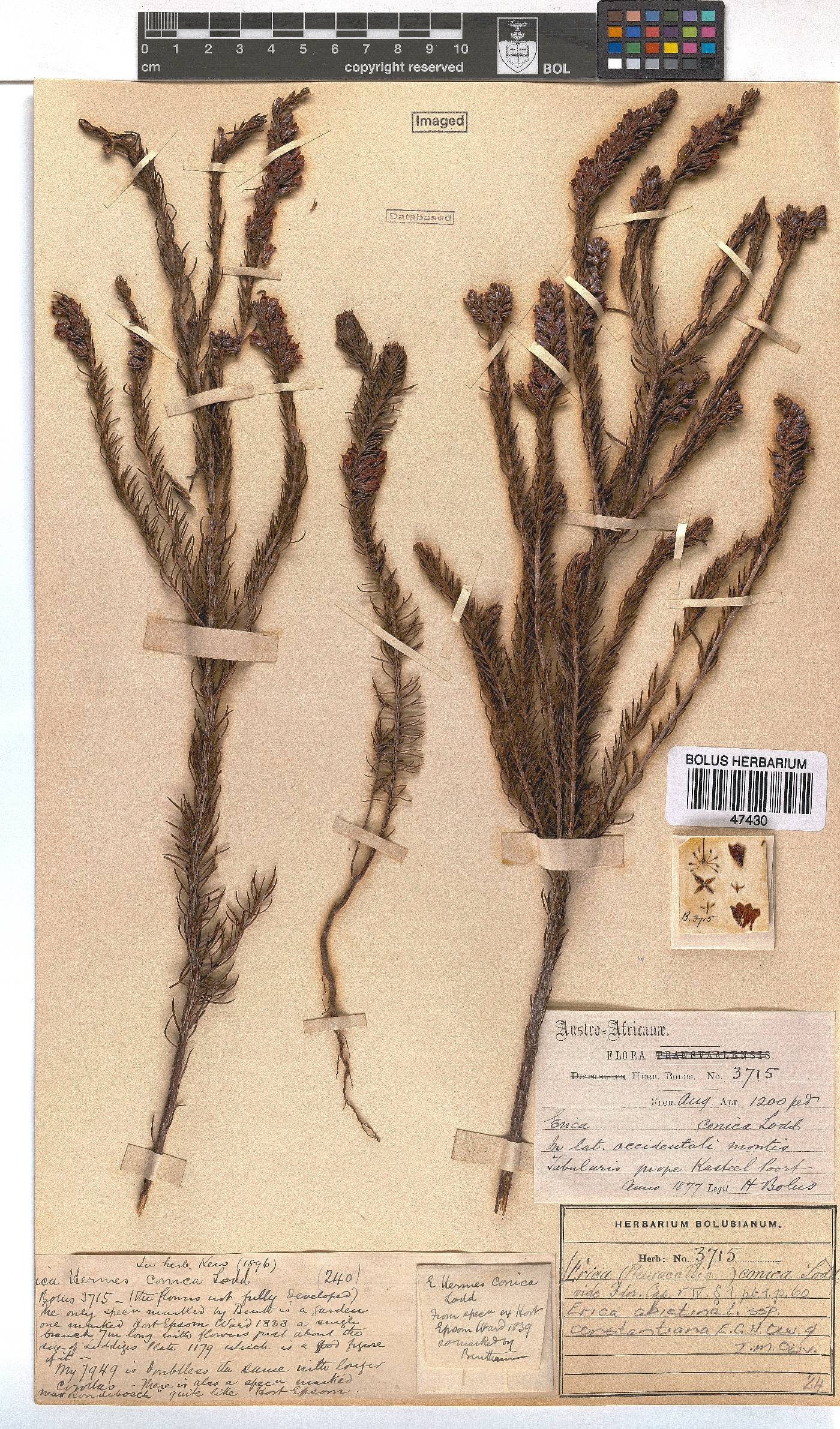 Erica abietina subsp. constantiana image