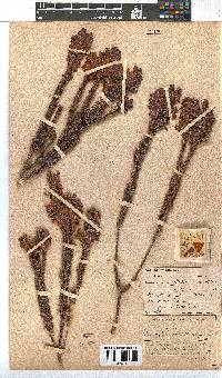 Erica abietina image