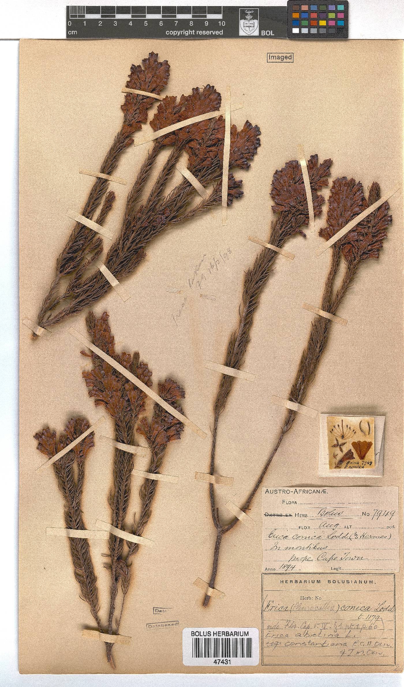 Erica abietina subsp. constantiana image