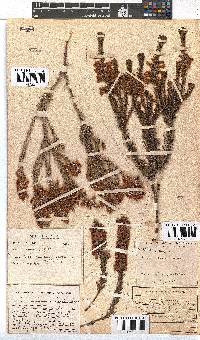 Erica abietina subsp. constantiana image