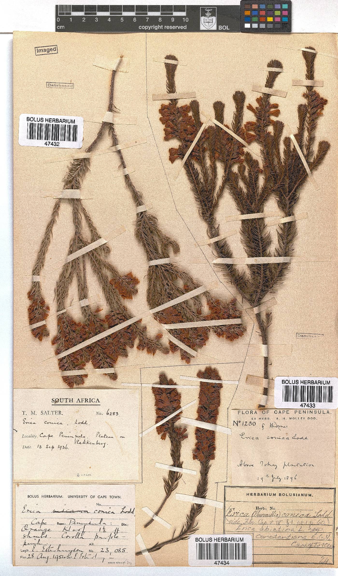 Erica abietina subsp. constantiana image