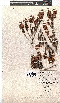 Erica abietina subsp. constantiana image