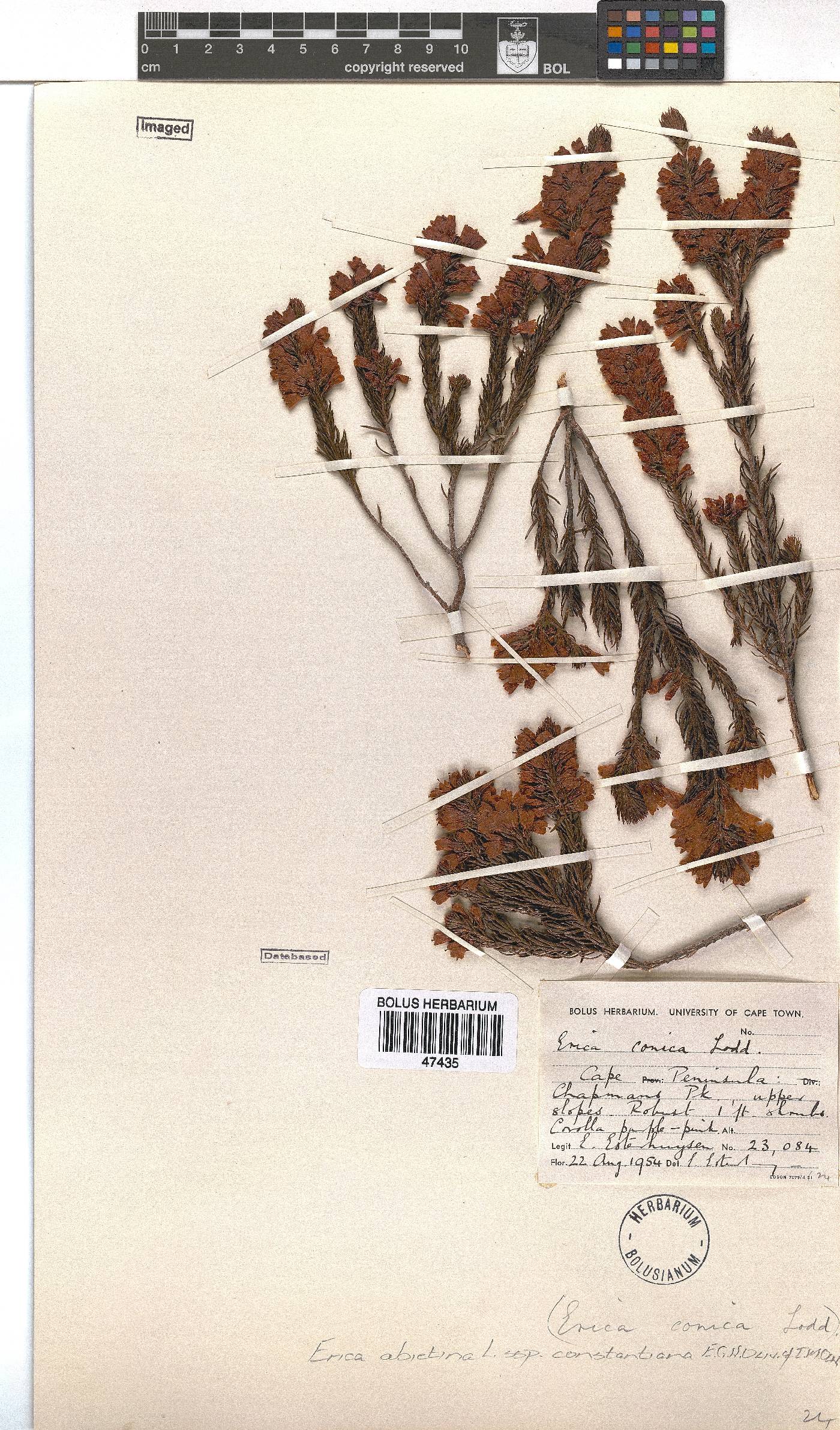 Erica abietina subsp. constantiana image