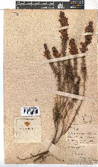 Erica abietina subsp. constantiana image