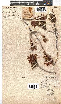 Erica abietina subsp. abietina image