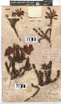 Erica abietina subsp. abietina image