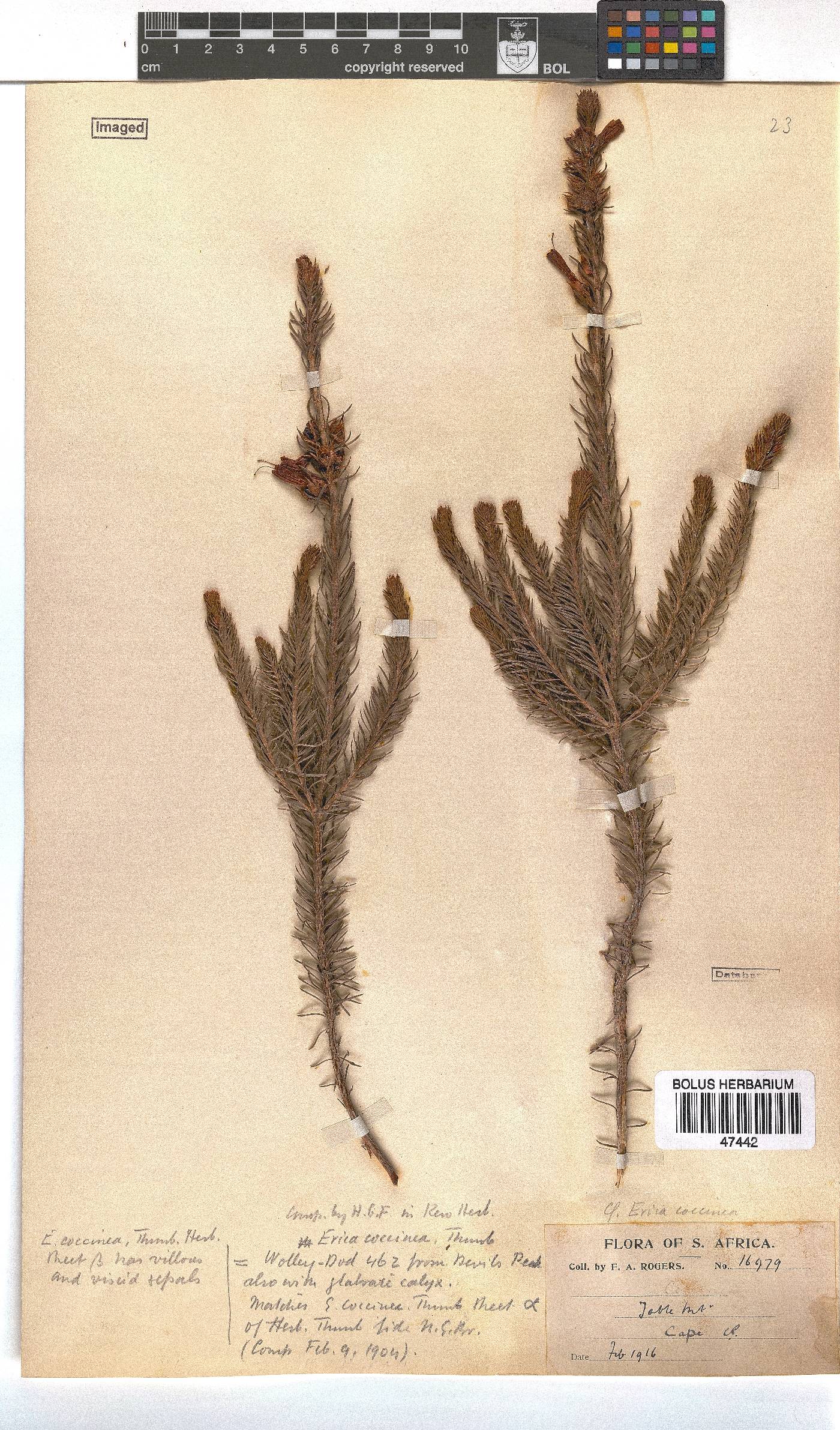 Erica abietina subsp. abietina image