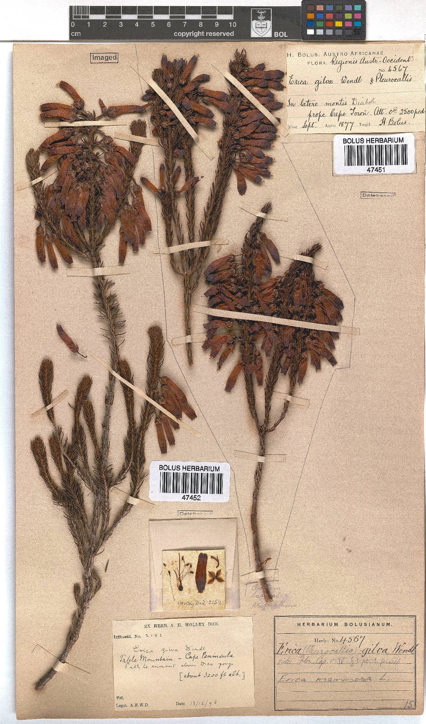 Erica mammosa image