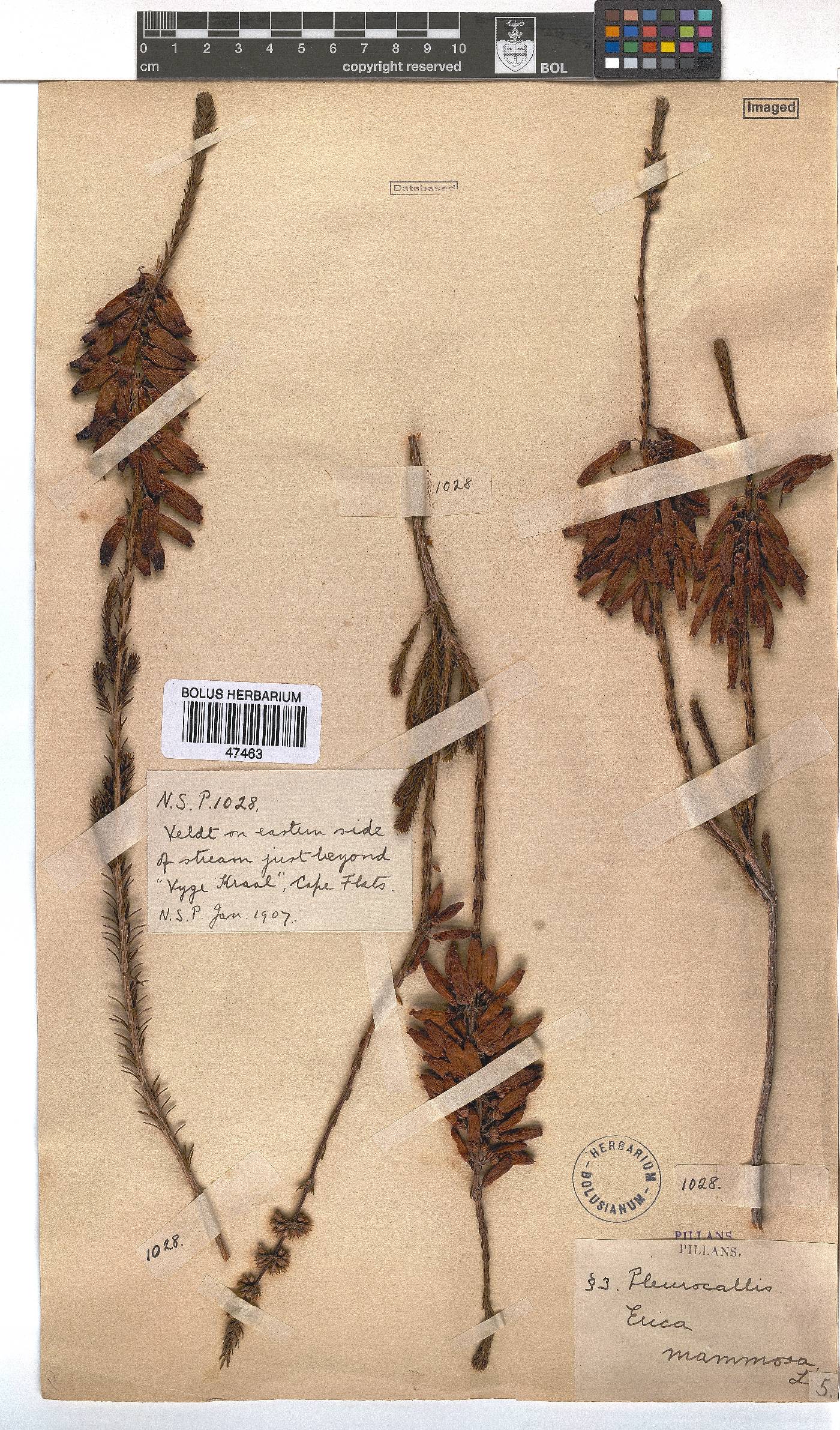 Erica mammosa image
