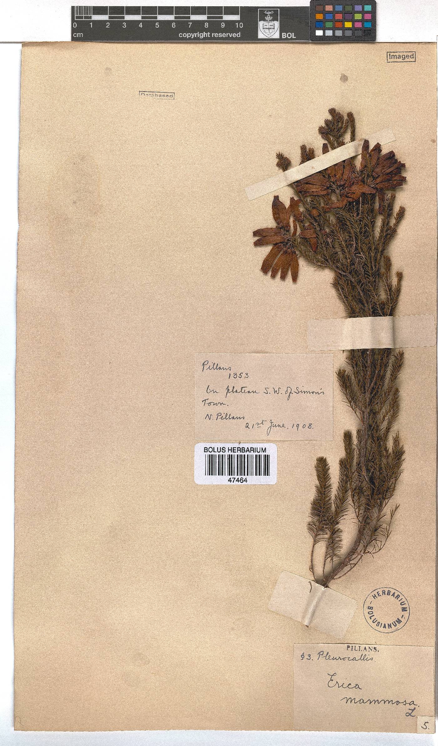 Erica mammosa image