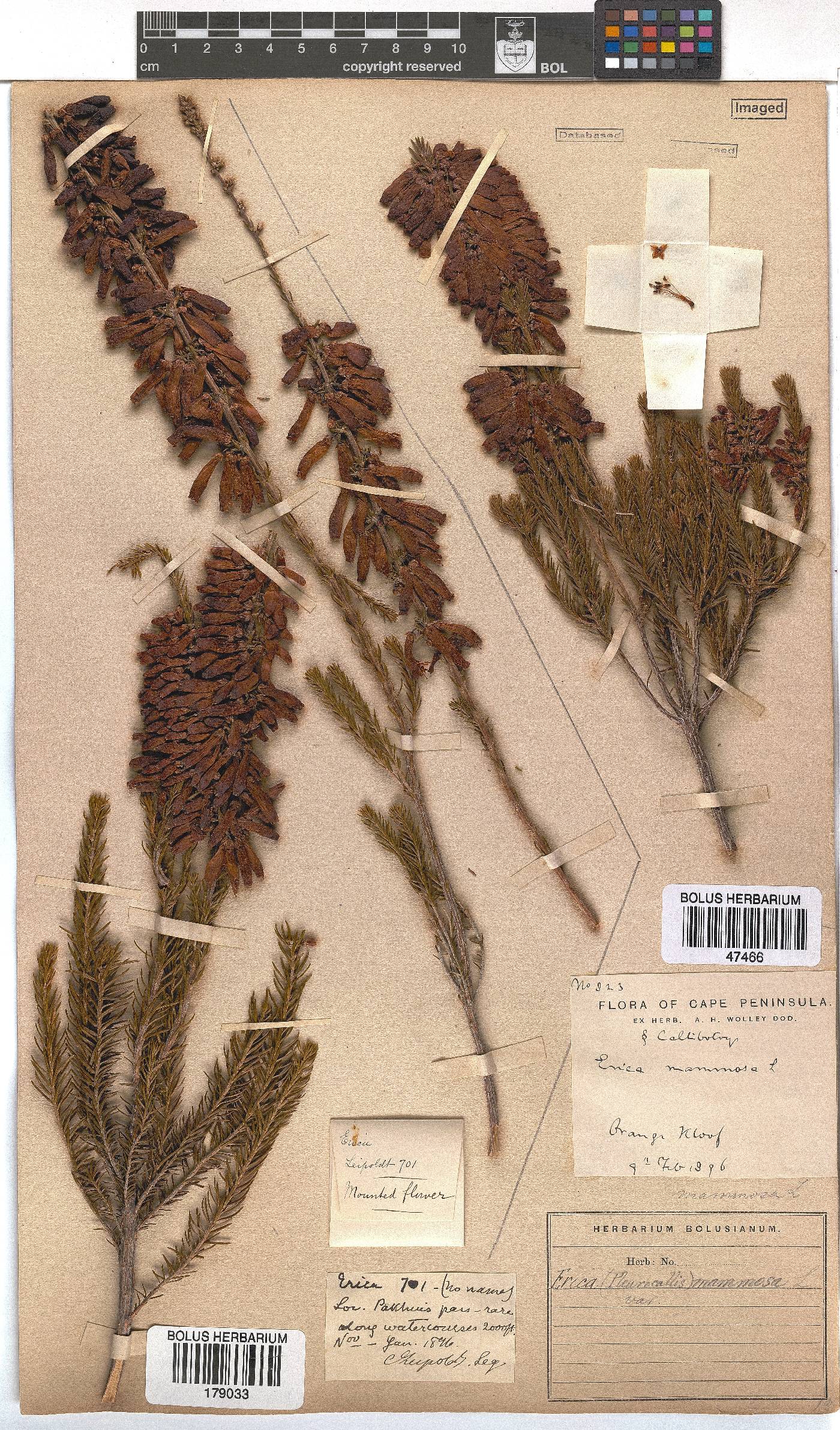 Erica mammosa image