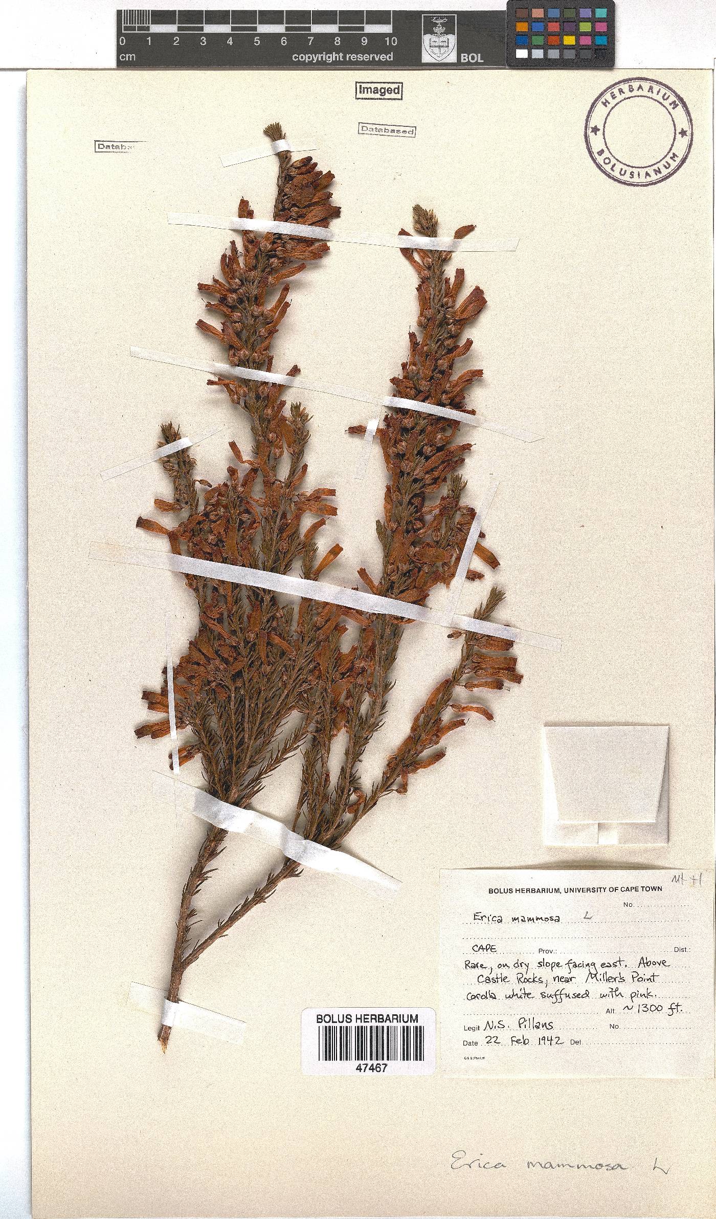 Erica mammosa image