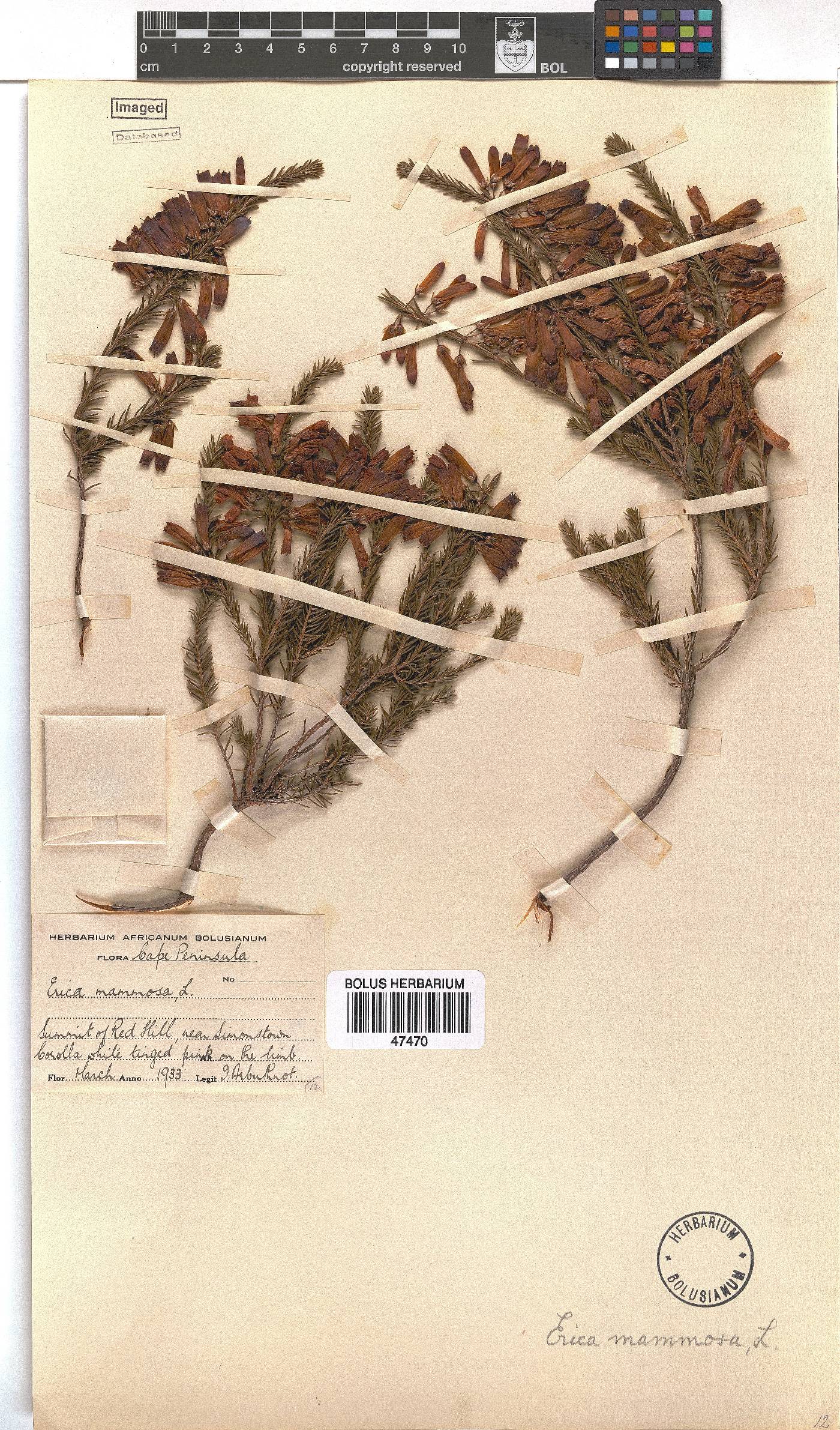 Erica mammosa image