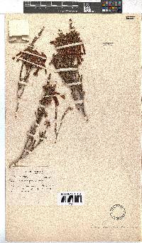 Erica monadelphia image