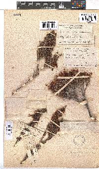 Erica monadelphia image