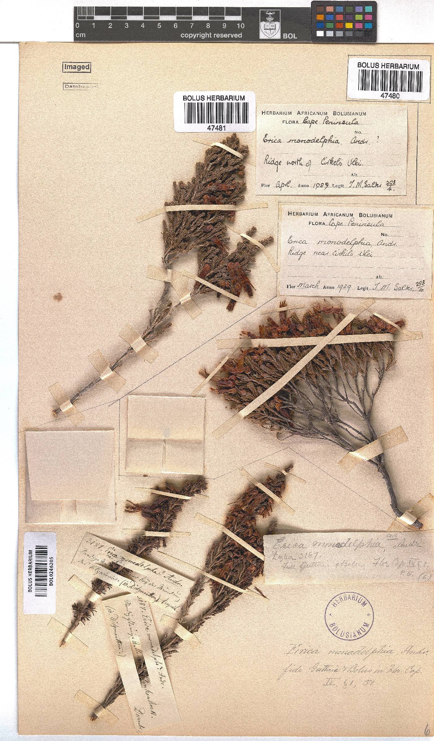 Erica monadelphia image