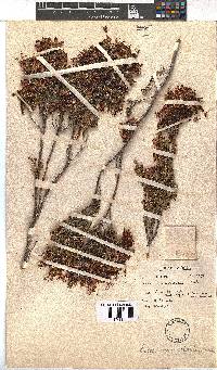 Erica monadelphia image