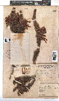 Erica coccinea image