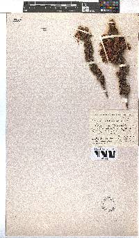 Erica coccinea image