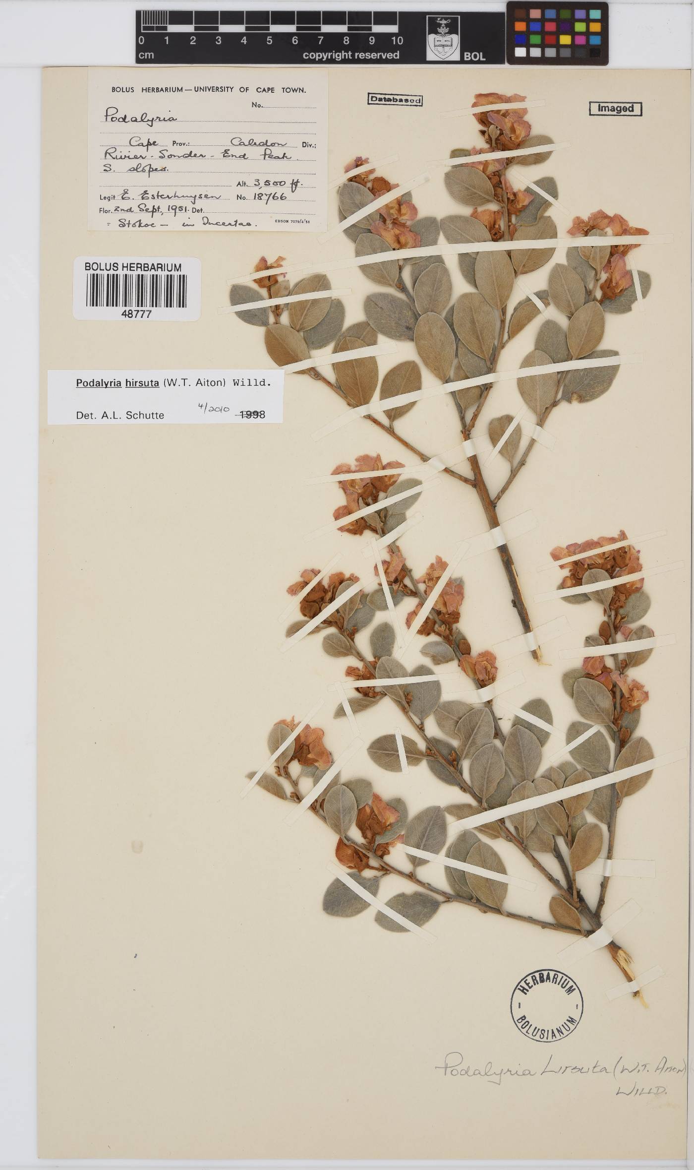 Podalyria hirsuta image